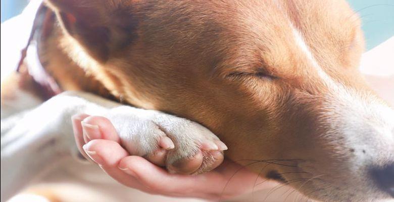 ცხოველების დაცვა